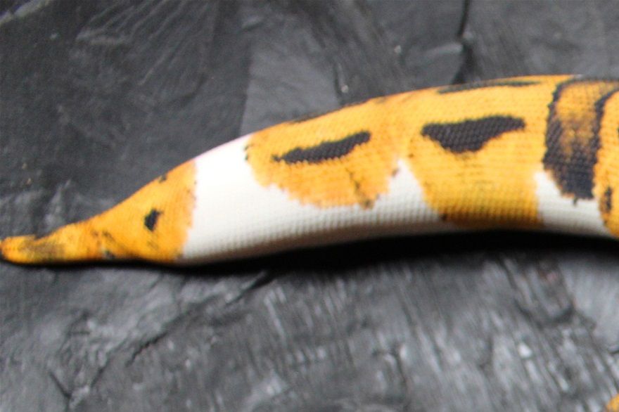 Unsere orange Pied Linie
