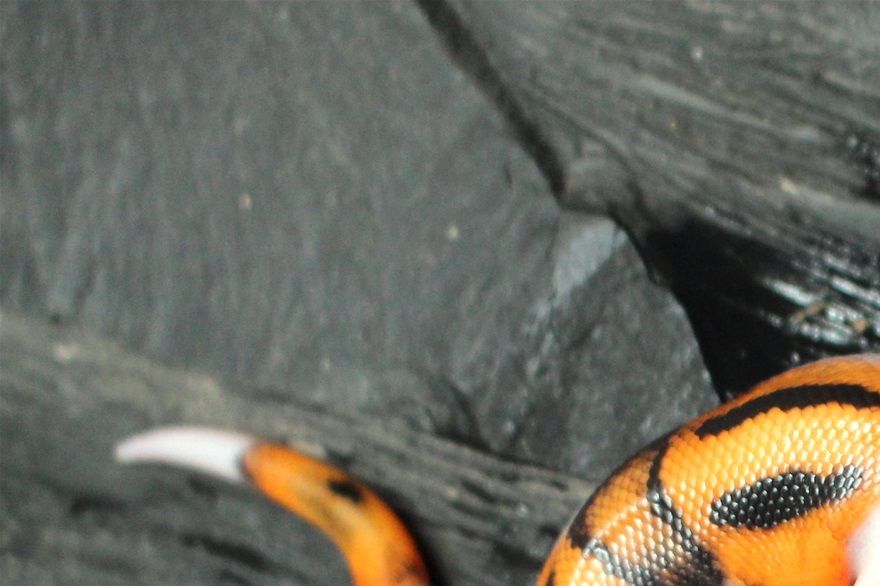 Ein Weibchen unserer orange pied line