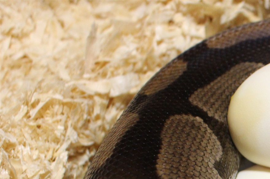 Am 2.3.2020 war es endlich so weit...unser schwarzes Odd Weibchen hat 5 schöne Eier gelegt ...sie wurde mit unserem Phoenixx Mann und unserem superchocolate pastel Mann verpaart ..bin gespannt wer getroffen hat