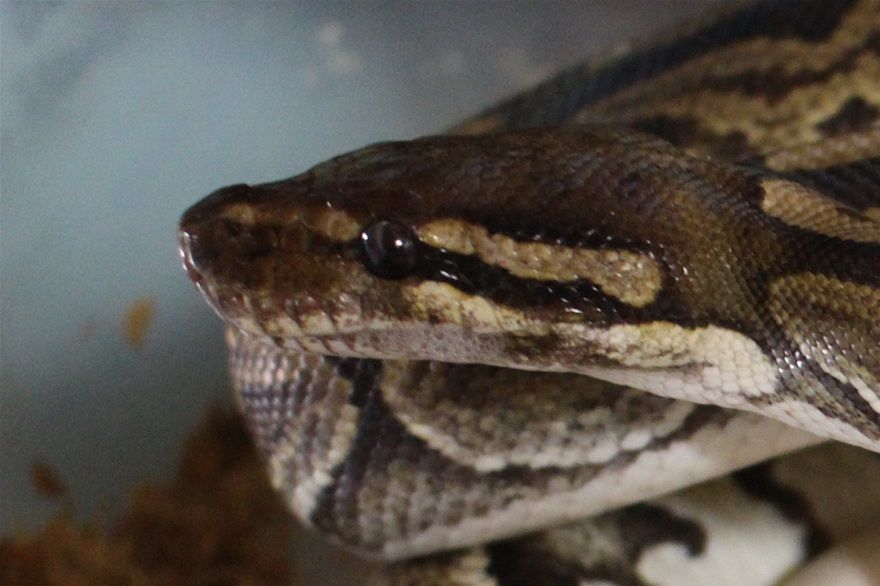 Unser Black Pastel Weibchen hat am 27.3.20   6 schöne Eier gelegt ... sie wurde verpaart mit unserem Phoenixx Mann