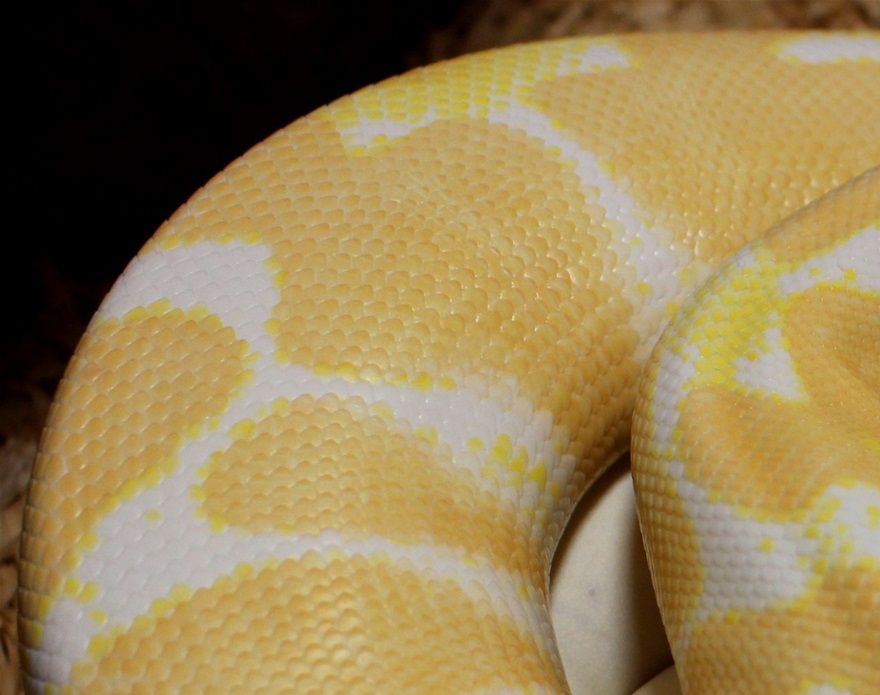 Unser HC Albino Weibchen hat heute (25.04.2020) ein schönes Gelege abgesetzt ...es wurde mit unserem mega schönen black pastel albino Mann verpaart ,der immer für aussergewöhnlich schöne Babys sorgt