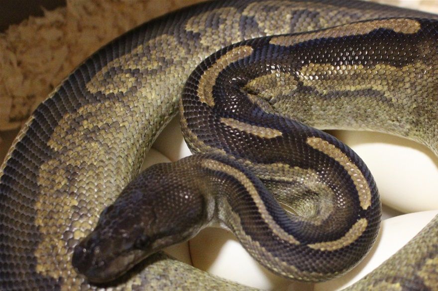 Über dieses Gelege sind wir besonders froh unser braves copper cinnamon het pied Weibchen hat 6 tolle Eier gelegt (9.5.20) und sie wurde verpaart mit (pos) copper het pied ...wer sich auskennt weiss was da schlüpfen kann :-)