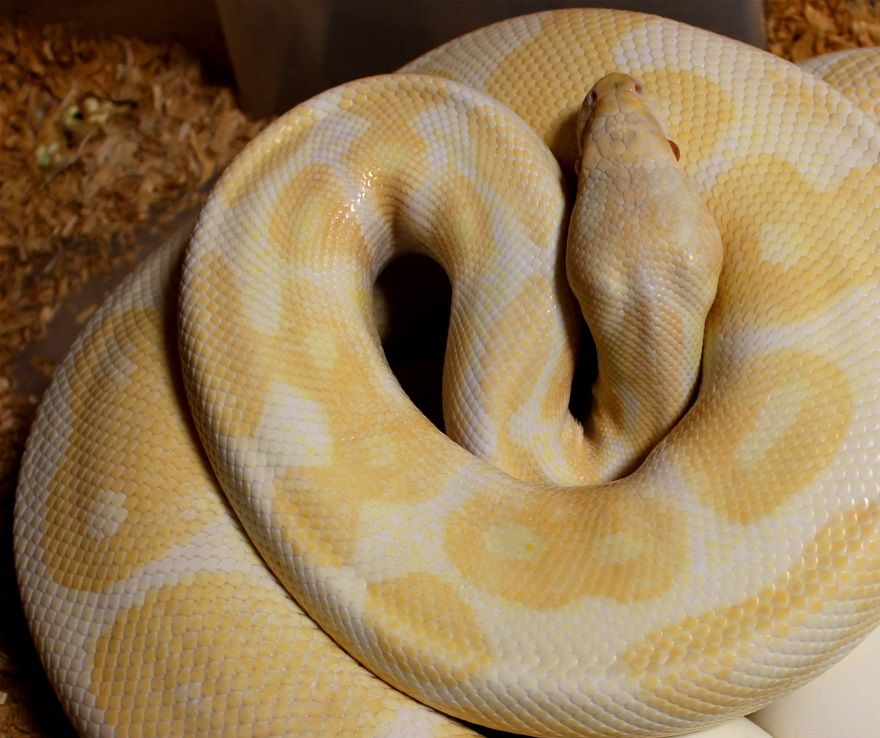 Unser Big Albino Girl (4500g) hat heute(20.05.20) 8 mega grosse Eier gelegt(160g pro Ei) verpaart wurde sie mit unserem hübchen black pastel albino Mann