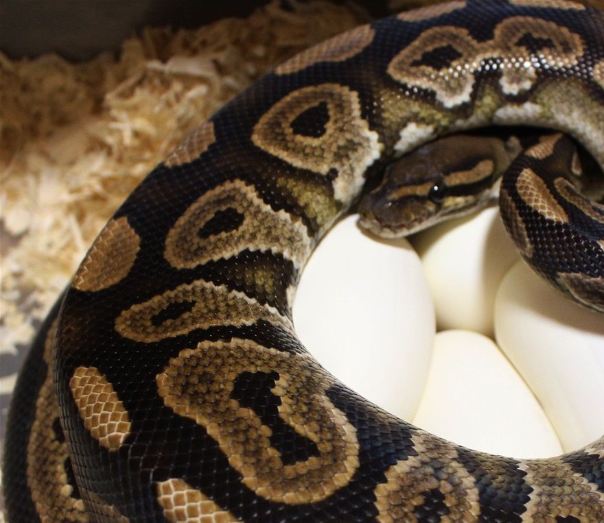 Das wird spannend 7 tolle Eier von unserem black pastel het pied Weibchen (27.05.20) verpaart mit (pos) copper het pied Mann