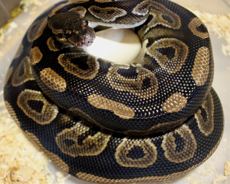 Unser zweites black pastel het pied Weibchen hat auch brav 5 schöne Eier gelegt ...sie wurde auch mit unserem (pos) copper het pied Mann verpaart