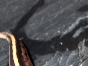 copper cinnamon 66% het pied