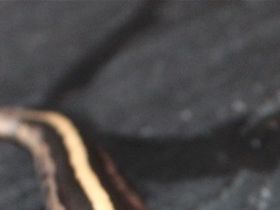 Copper cinnamon 66% het pied