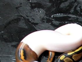 Aus der Verpaarung Orange Line Black pastel het pied x copper het pied...alles Männer