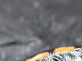 Nur ein Orange Line Black Pastel 66 % het pied ....aber die orangenen Ringer ...Mega