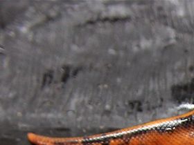 Auch unser Orange line Black Pastel copper 66% het Pied ist der Knaller