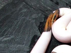 Ein wunderschöner copper pied und 2 tolle black pastel pied Männer sind auch dabei