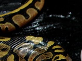 Was ein Mega Gelege ..das hintere Tier müsste copper pied sein ...bin mir da nicht 100% ig sicher ,da sie anders aussieht ,wie die bisherigen copper pieds die ich gezogen hab ...bin aber guter Dinge