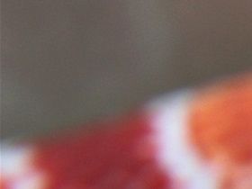 Einjähriges rot geschlüpftes Tier ,wie man hier erkennen kann ist die Grundfärbung eher orange und die Sattelflecken werden tief rot