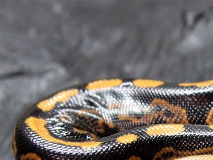 Da hat sich unsere orange Line auch durchgesetzt ..Black pastel 66% het pied