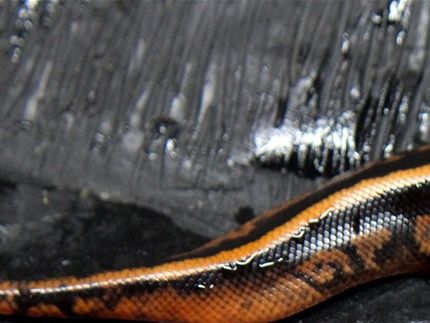 Ein gaaanz toller Copper Black pastel 66% het pied aus unserer orange line