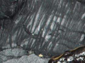 Ein Pärchen copper pied aus eigener Zucht 2019