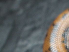 Das Weibchen ...in meinen Augen perfekt