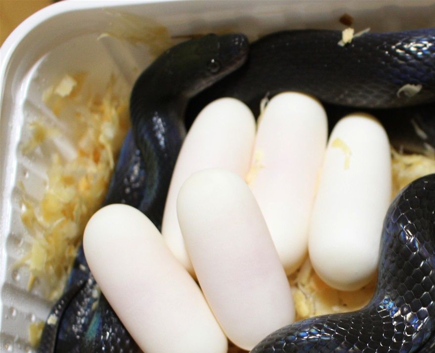 Juhuu ...es hat das erste Mal geklappt ...  schöne Eier von unserem Black Togo Weibchen