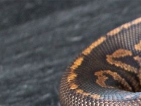 Male copper circle cinnamon pos het piebald ...cb 07/21.....1900,-