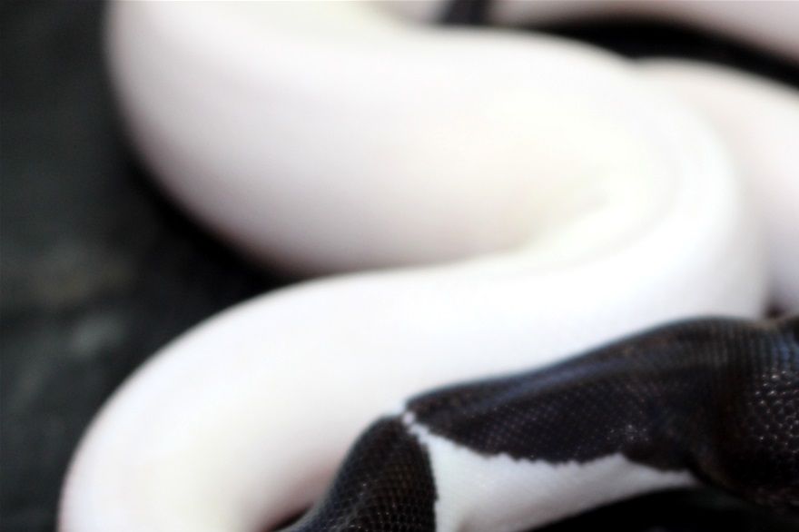 2021 hat es endlich geklappt..der lang ersehnte New Panda ist da und er sieht mega aus es ist ein Super copper cinnamon piebald und wir sind soo stolz auf ihn ...und wir waren die ersten die den super copper geschafft haben !!! Das macht uns nochmal so stolz.... er ist somit ein sogenannter WORLDSFIRST