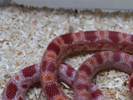 3,0 fluorescent red 100% het whitehatch ..cb 07/21 ...180,- each...all sold!!!