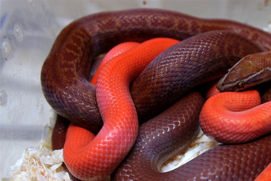 Das ist unser Zuchtpaar beim Kuscheln...1,0 red albino und 0,1 het. red albino