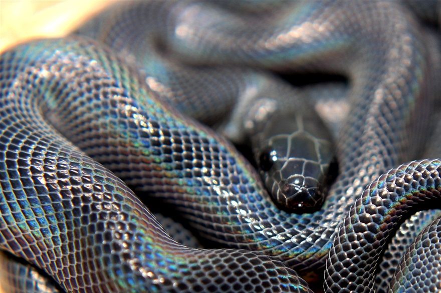 Black Togo housesnakes males and females avialable ...150,- each ..