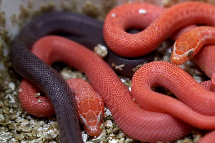Es ist gelungen ...unsere ersten roten Babys sind da ( our first red houssnakes hatched)