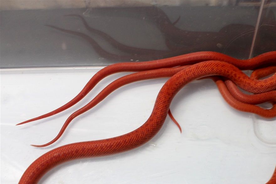 Wir haben aktuell tolle schön rote Männchen unserer red albino Hausschlangen abzugeben ....der preis für diese Schönheiten beläuft sich auf 250,- bis 300,-  je nach rot Färbung und Pattern