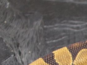 Male enchi cb 2021  250g .......50,-..........sold !