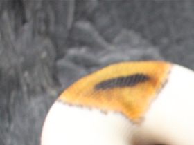 Female Piebald ....cb 7/2022.........120 g ...........290,-