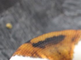 Male copper piebald cb 07/2022 ......150g .....1900,-