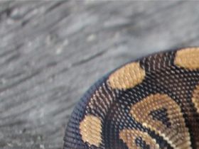 Male cinnamon pos het pied cb 7/22 ...150g ....out of a cinni line what can produce healthy supers ....i had 4 of them in the last clutch ......80,-