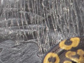 Female circle pos het pied ....cb ...08/22.....100g ........350,-