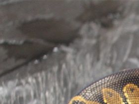 Male black head pos het pied ...cb 08/22.......100g............230,-