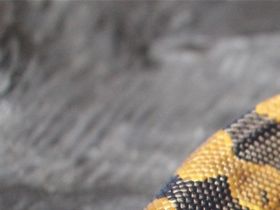 Female Yellow belly 100% het Pied ...cb ...07/22.......200,-